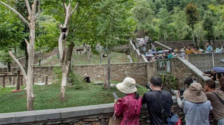 4 Individuals Banned For Spitting In Giant Panda Enclosure