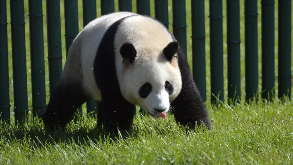 At What Age Are Giant Pandas Considered Adults