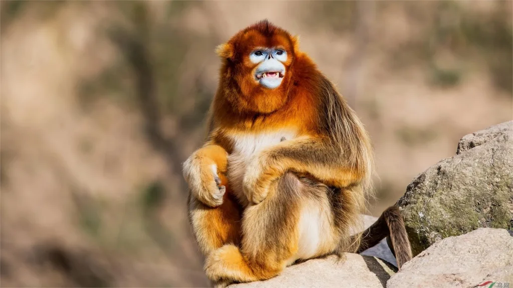 Companion Animals Of The Giant Panda