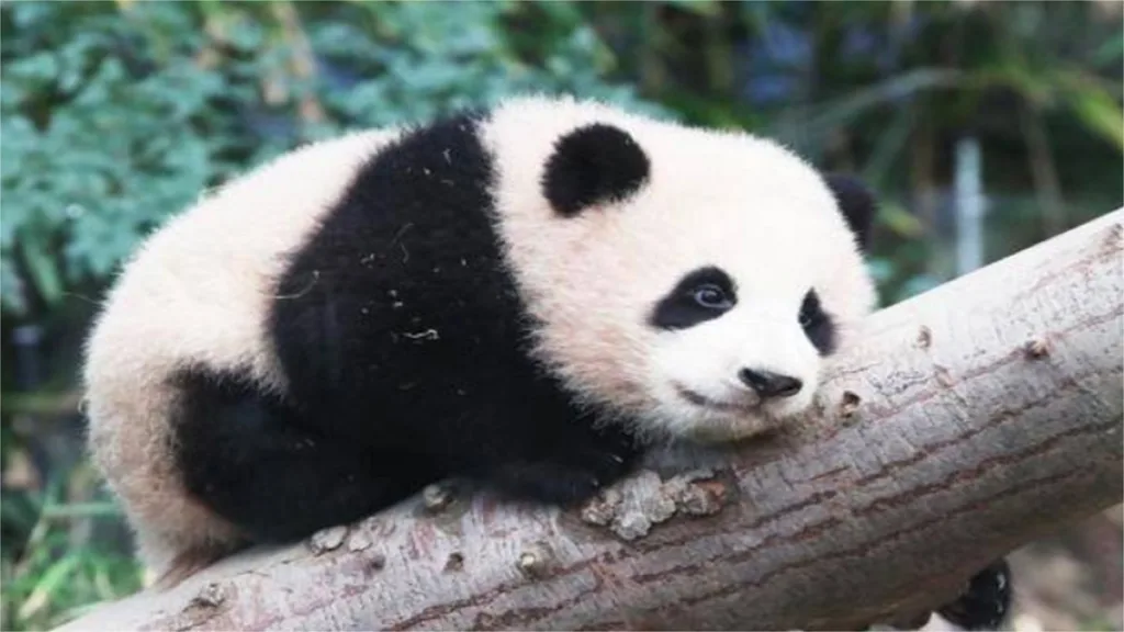 Comparing Giant Panda Age To Human Age