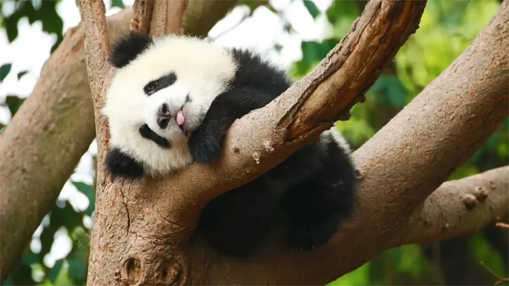 Decoding The Behavioral Art Of Giant Pandas
