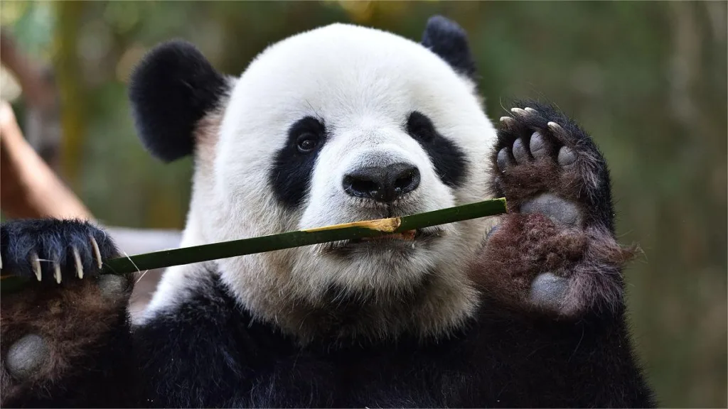 Do Giant Pandas Really Have A Sixth Finger