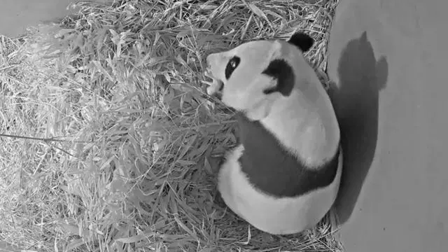Giant Panda Wu Wen Gives Birth Again In The Netherlands