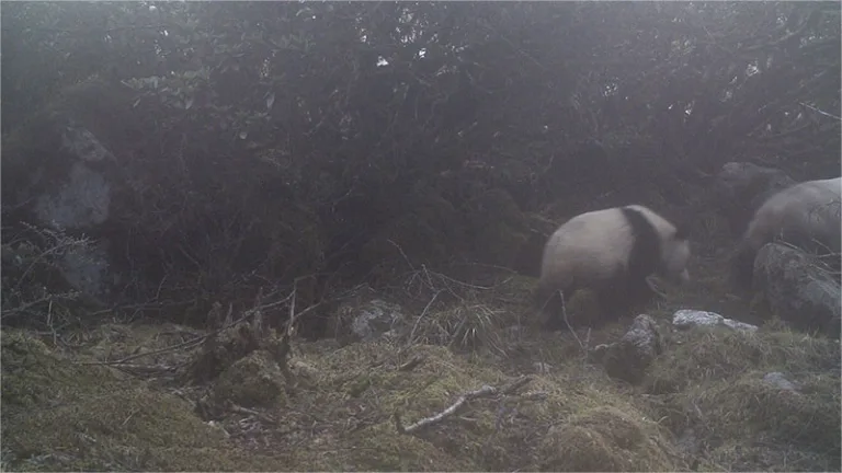 Giant Pandas Using Their Bellies As Cradles And Teaching Survival Skills