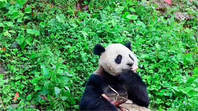 Giant Pandas Yuan Chuan And Xin Bao Have Adapted To Their New Environment And Diet At The American Zoo