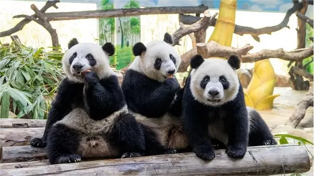 New Giant Pandas In Guangdong Hong Kong