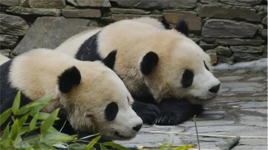 Panda Bing Bao