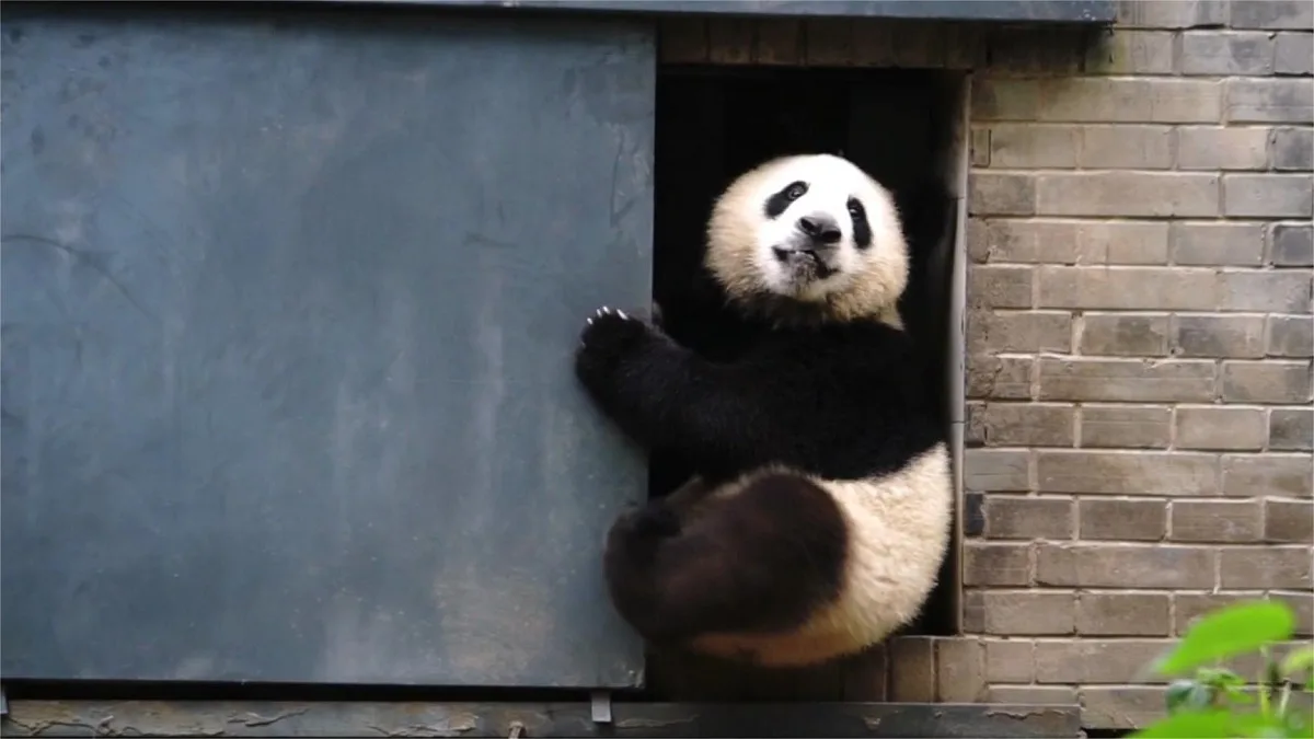 Panda Chao Tian Jiao