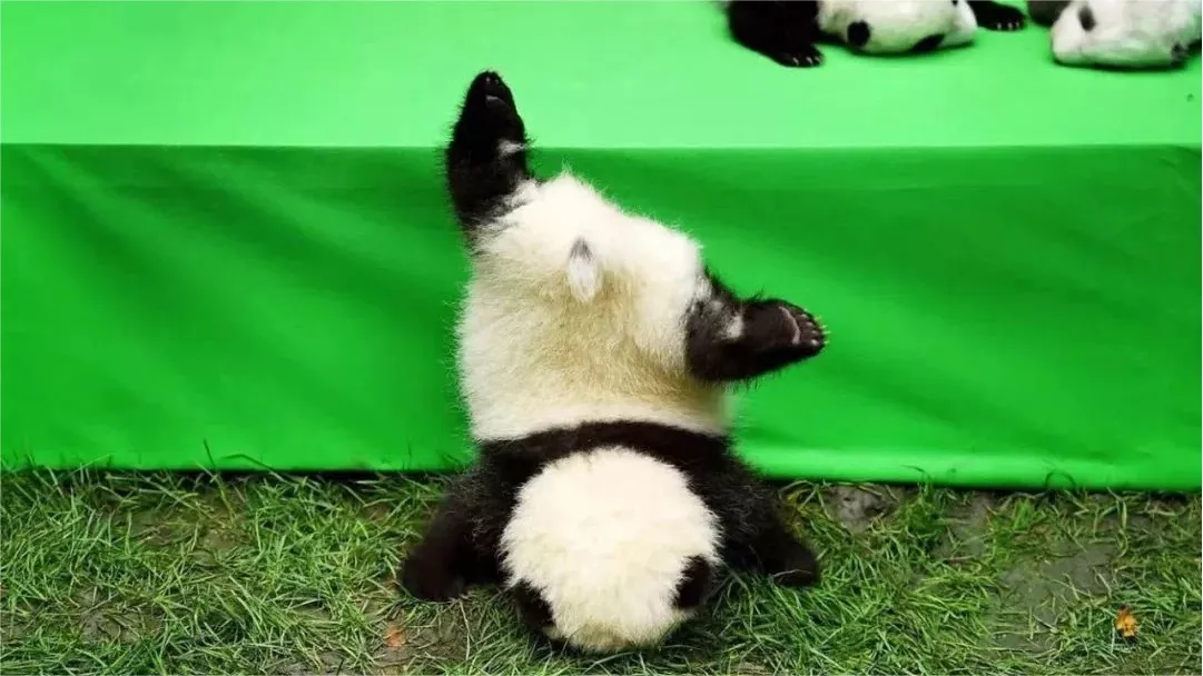Panda Fu Shun