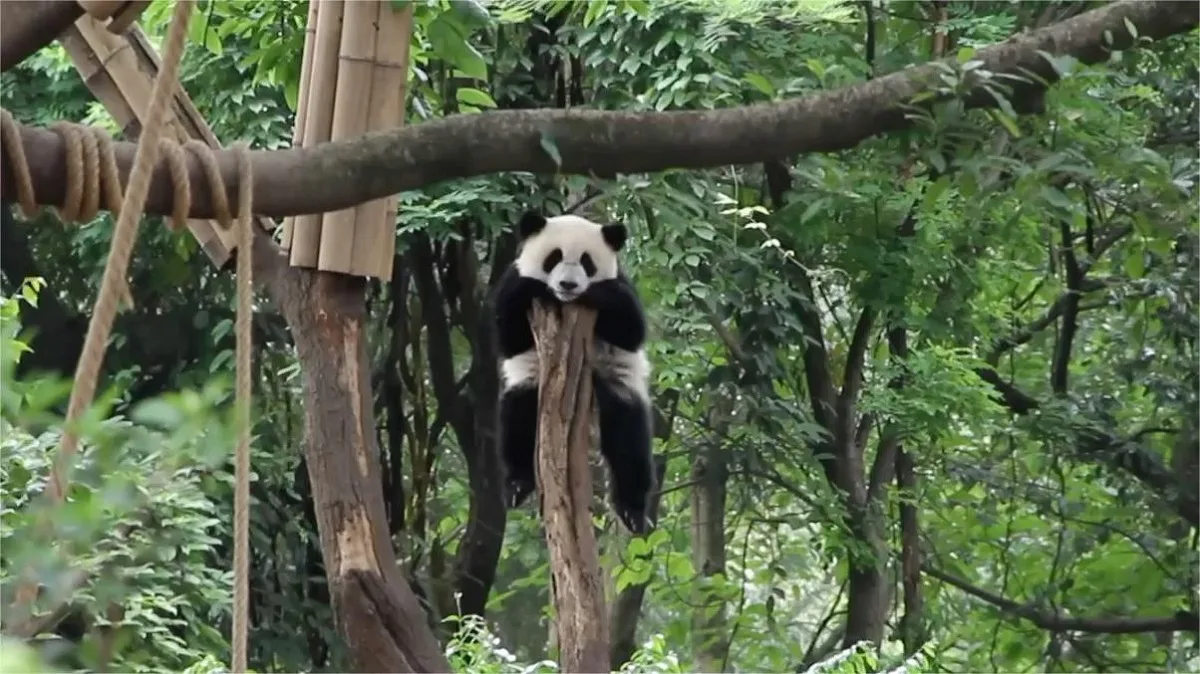 Panda Jia Xin