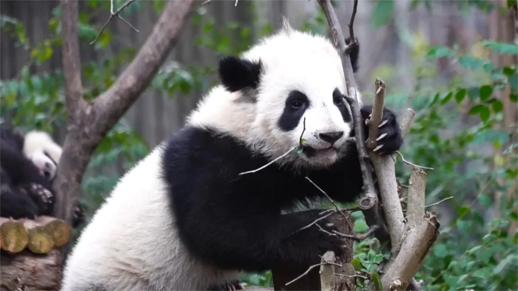 Panda Jiao Yi