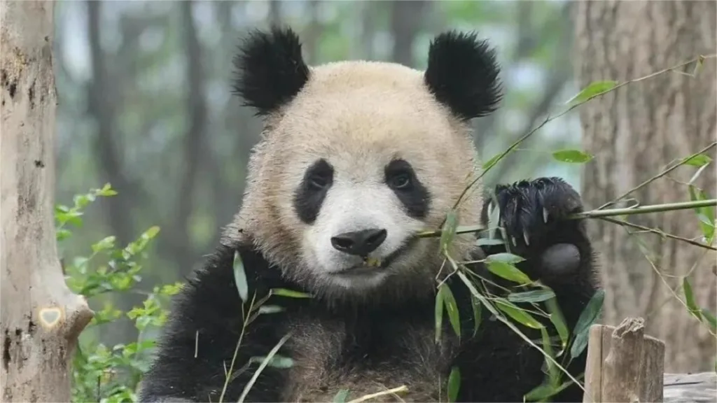 Panda Jin Bao Disheveled Yet Adorable Appearance