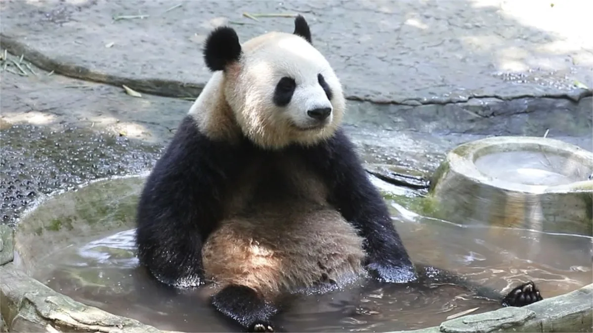 Panda Liang Yue