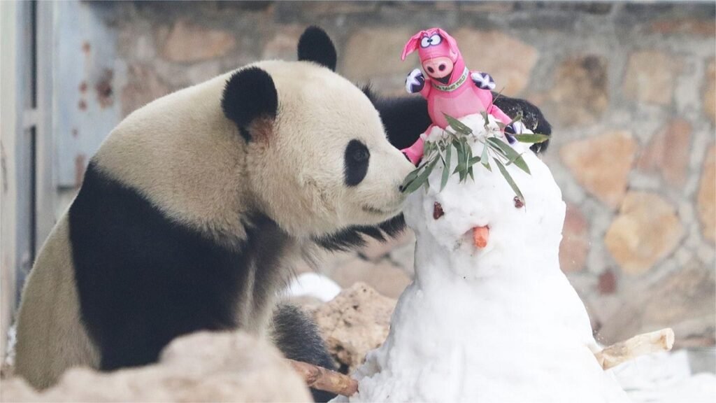 Panda Meng Lan Thrid Prince Of Xizhimen