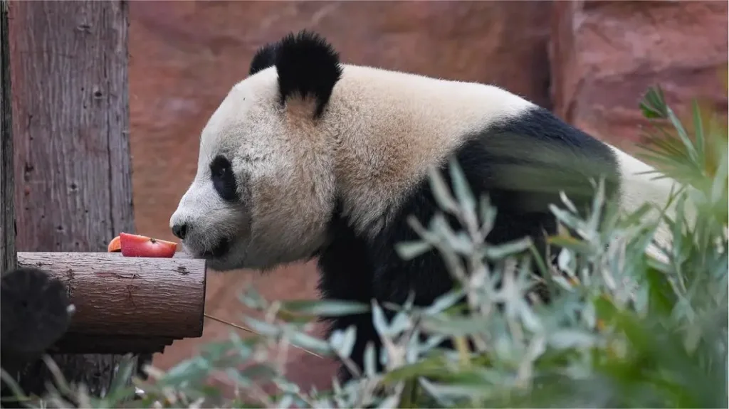 Panda Qiao Yue Timid And Alert Little Girl