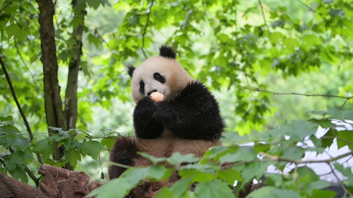 Panda Qing Bao