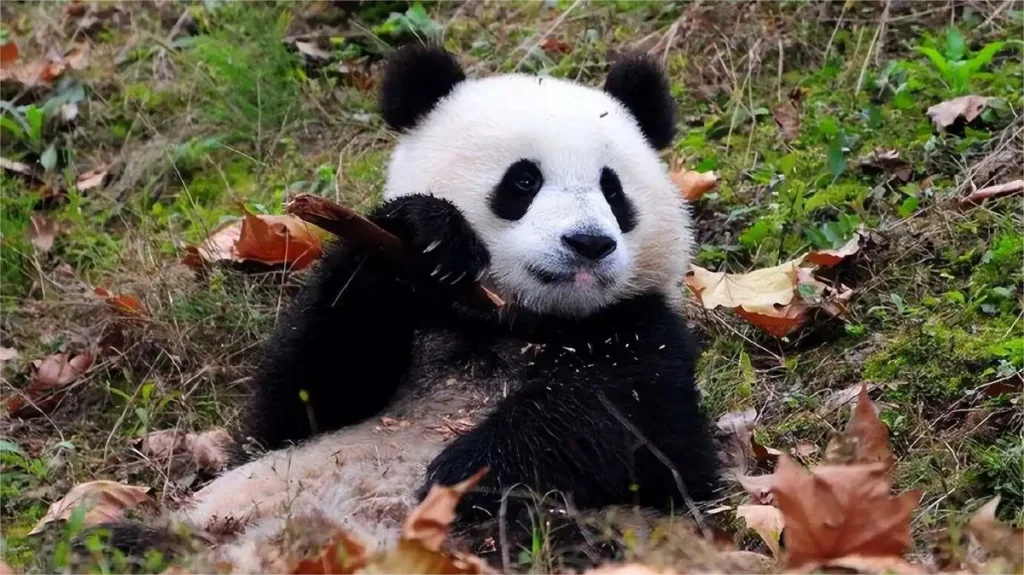 Panda Qing Qing Cranberry Coal