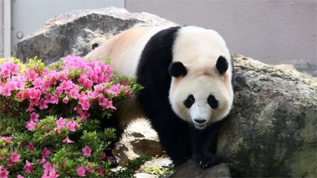 Panda Tao Bang A Picky Food Connoisseur