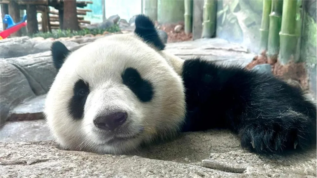 Panda Xi Yue