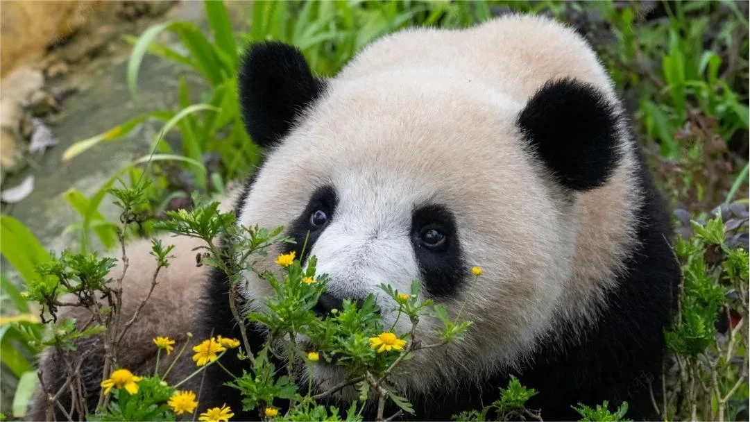 Panda Zhi Yu