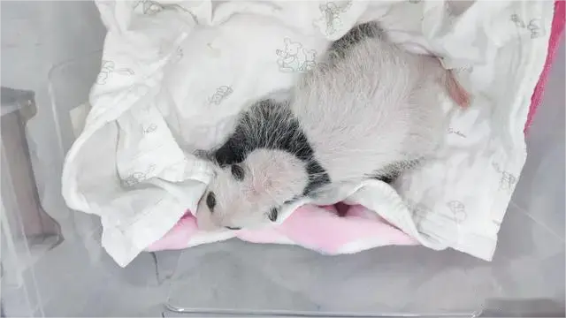 The Chongqing Zoo Welcomes A New Addition To Its Panda Family