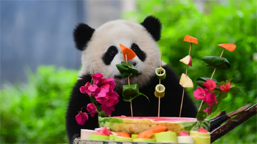 What Do Giant Pandas Eat