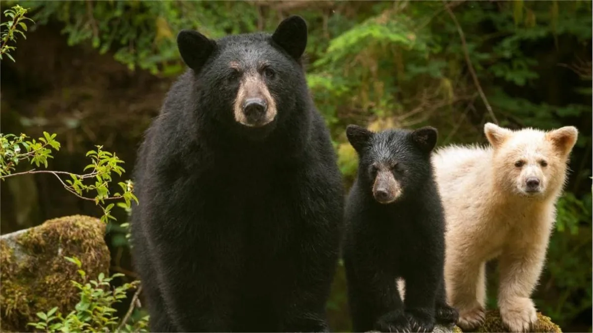 Who Are The Relatives Of Giant Pandas