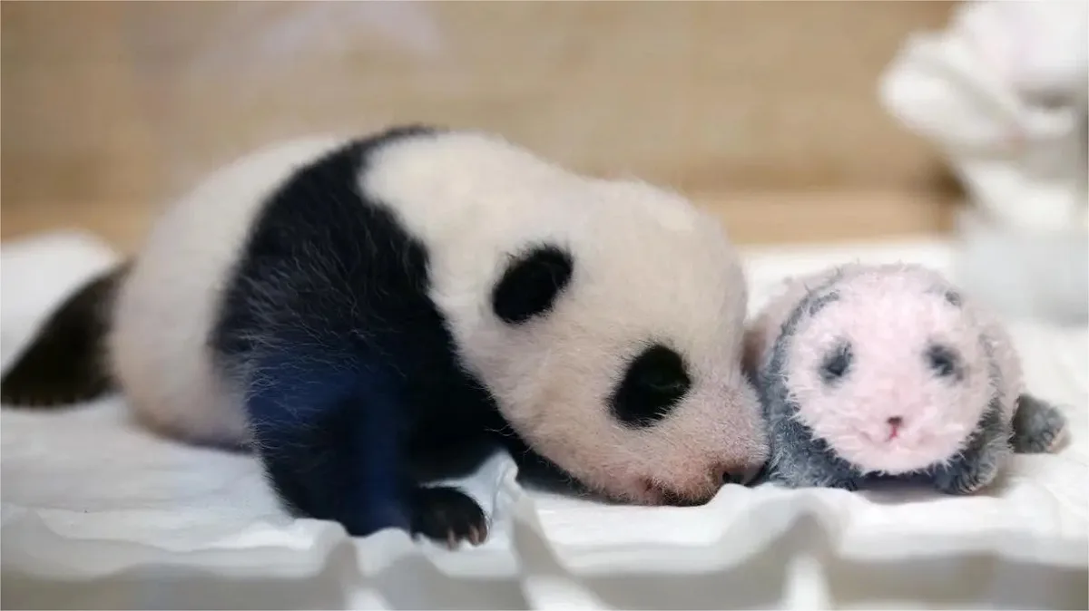 Who Owns Giant Panda Cubs Born Abroad
