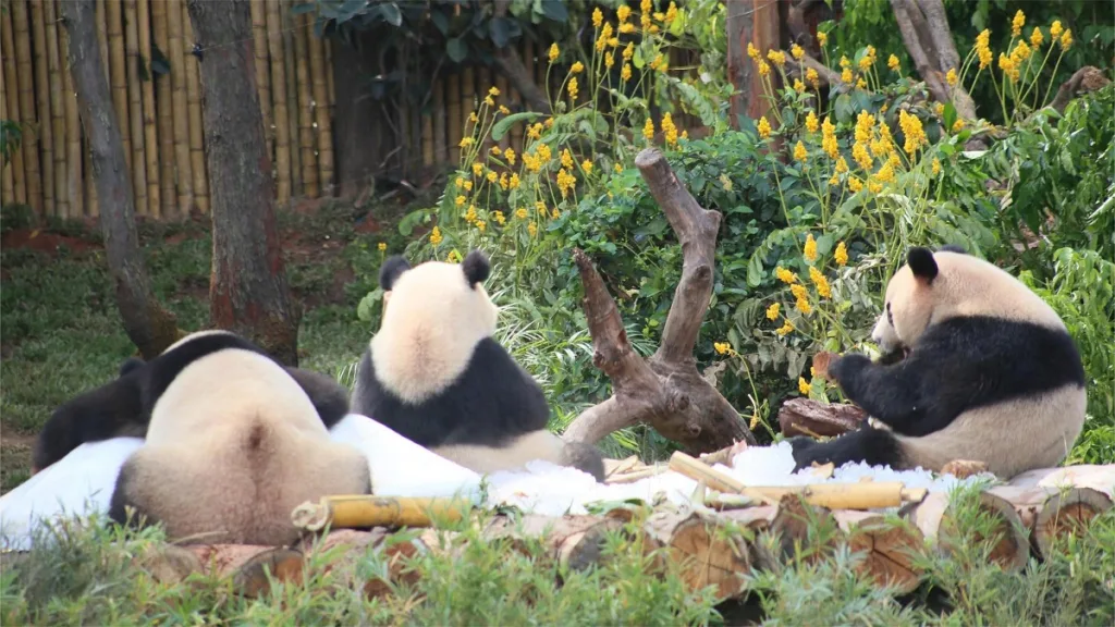 Why Are Giant Pandas Fat Despite Eating Only Plants