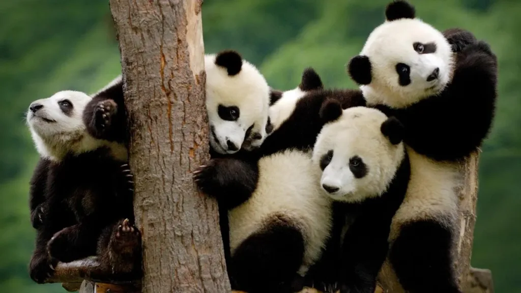 Why Are Giant Pandas So Adorable