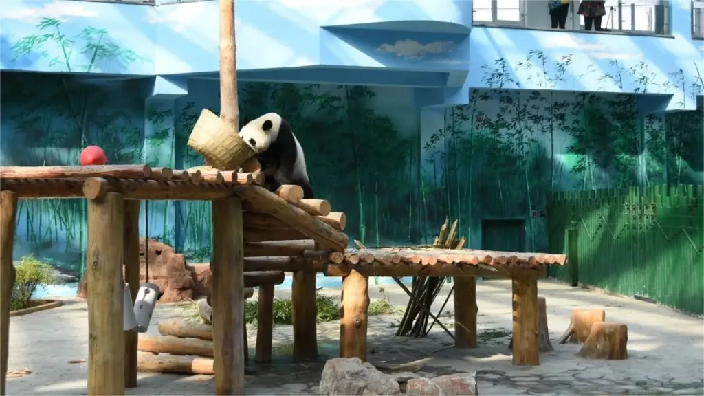 Why Do Captive Giant Pandas Need Enrichment