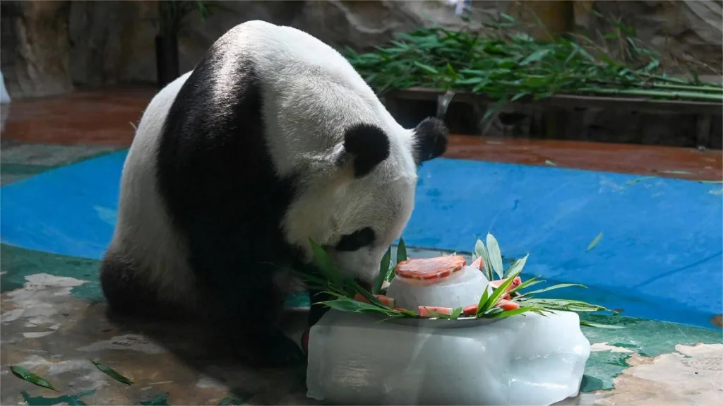 Why Do Giant Pandas Eat Fruit And Vegetable Popsicles