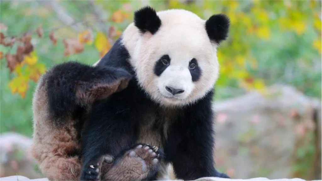 Why Do Giant Pandas Have Black Eye Patches