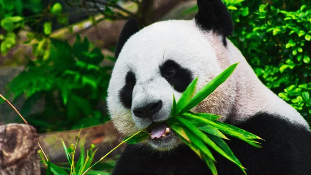 Why Do Giant Pandas Not Hurt Their Mouths When Eating Bamboo