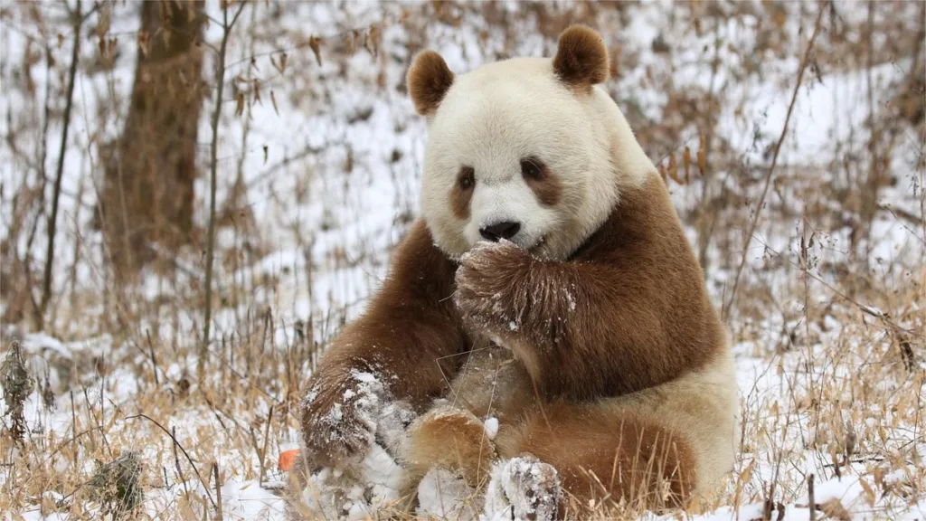 Why Do Some Giant Pandas Have Brown Fur