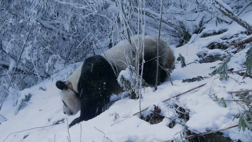 Why Reintroduce Giant Pandas Into The Wild