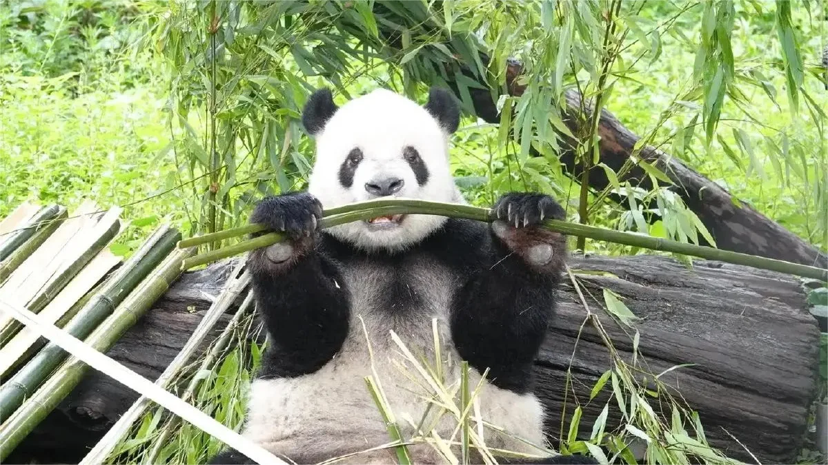 Panda Meng Er