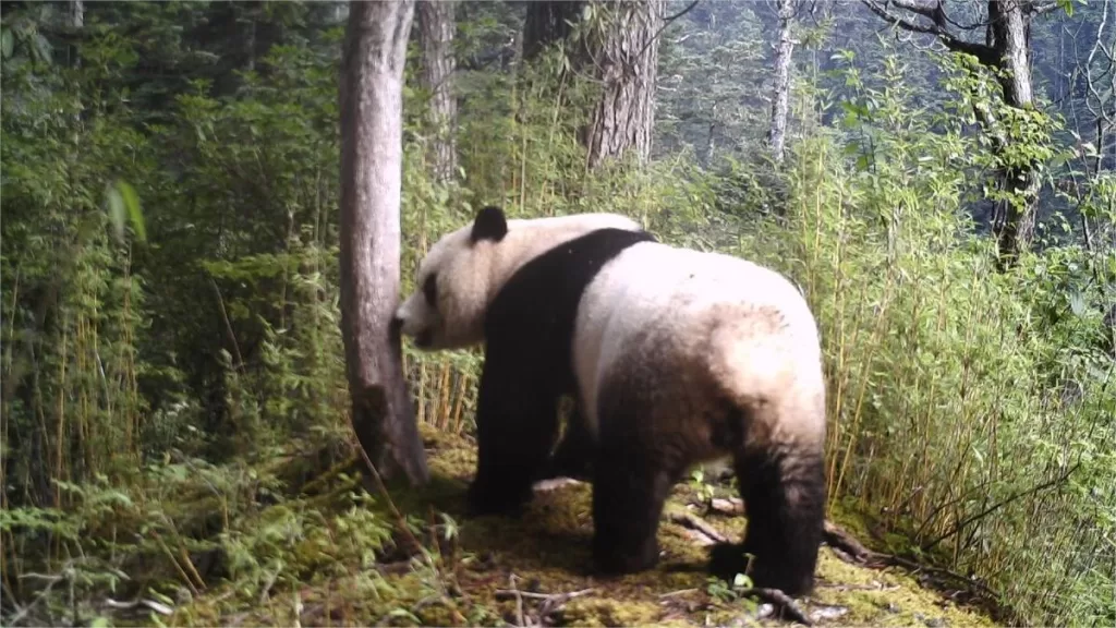 Are Giant Pandas Solitary Animals