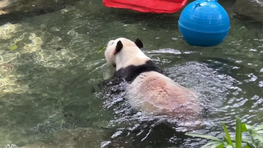 Can Giant Pandas Swim