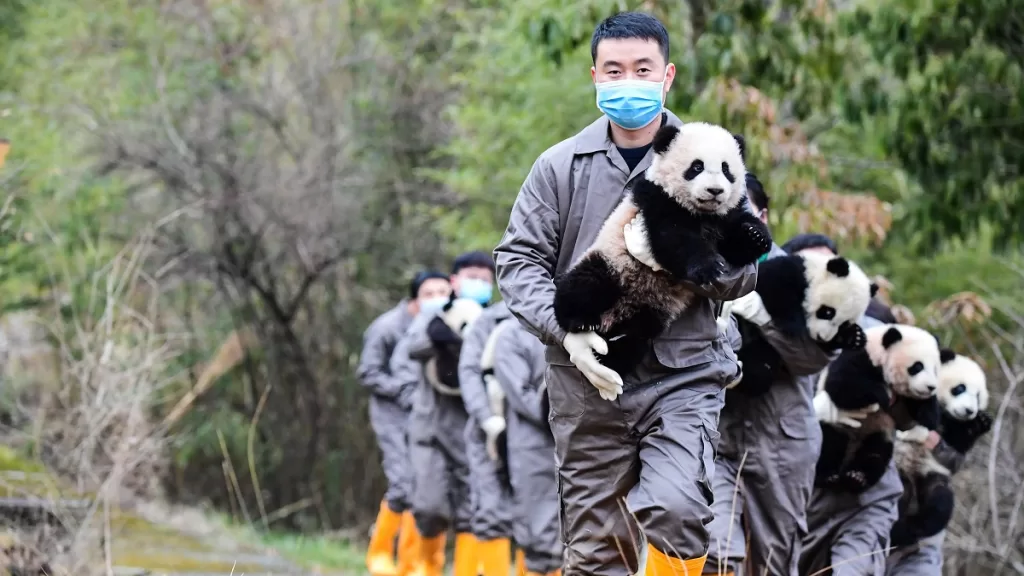 Forty Years Of Guardianship The Extraordinary Leap Of The Giant Panda A Flagship Species