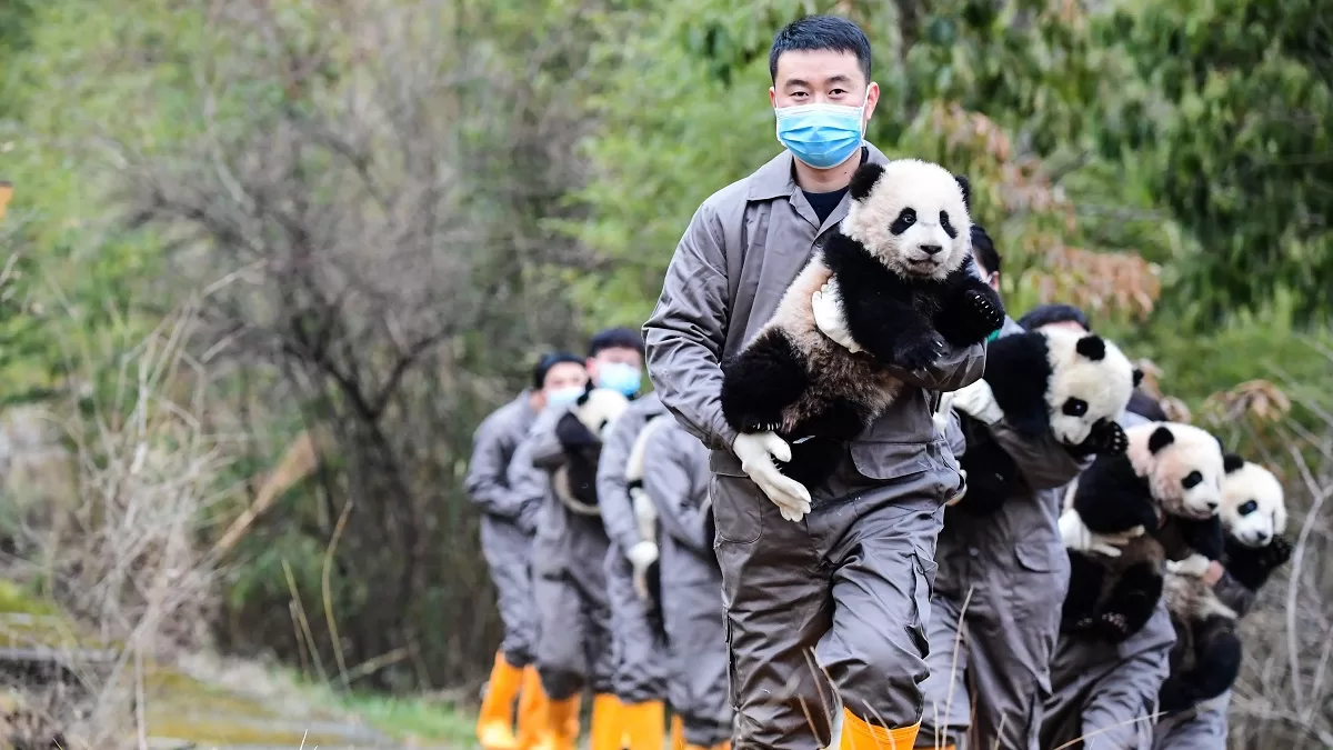 Forty Years Of Guardianship The Extraordinary Leap Of The Giant Panda A Flagship Species