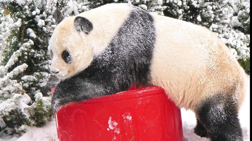 Giant Pandas Fearful Of Heat Not Cold