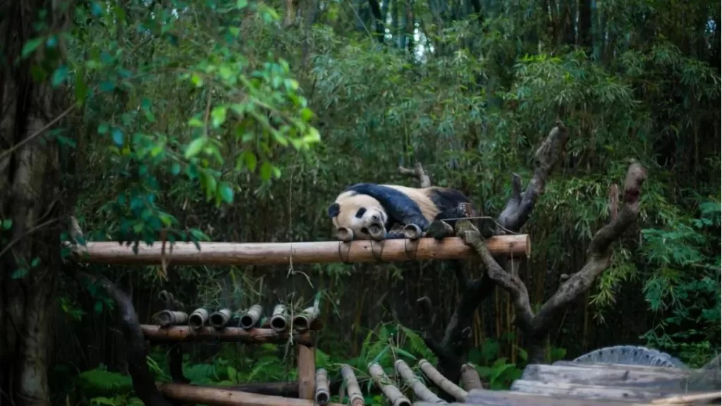 Habitat Requirements Of Giant Pandas
