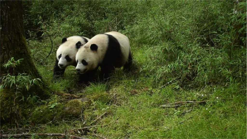 How Is The Population Of Giant Pandas Determined