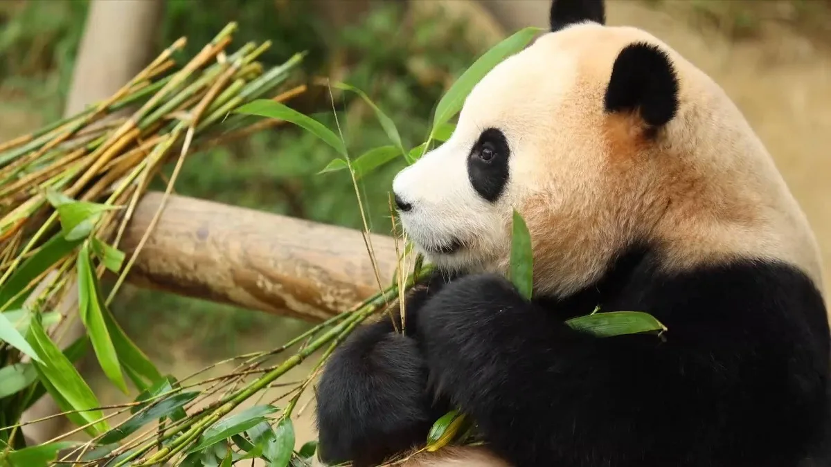 How Much Do You Know About The International Cooperation On Giant Panda Conservation
