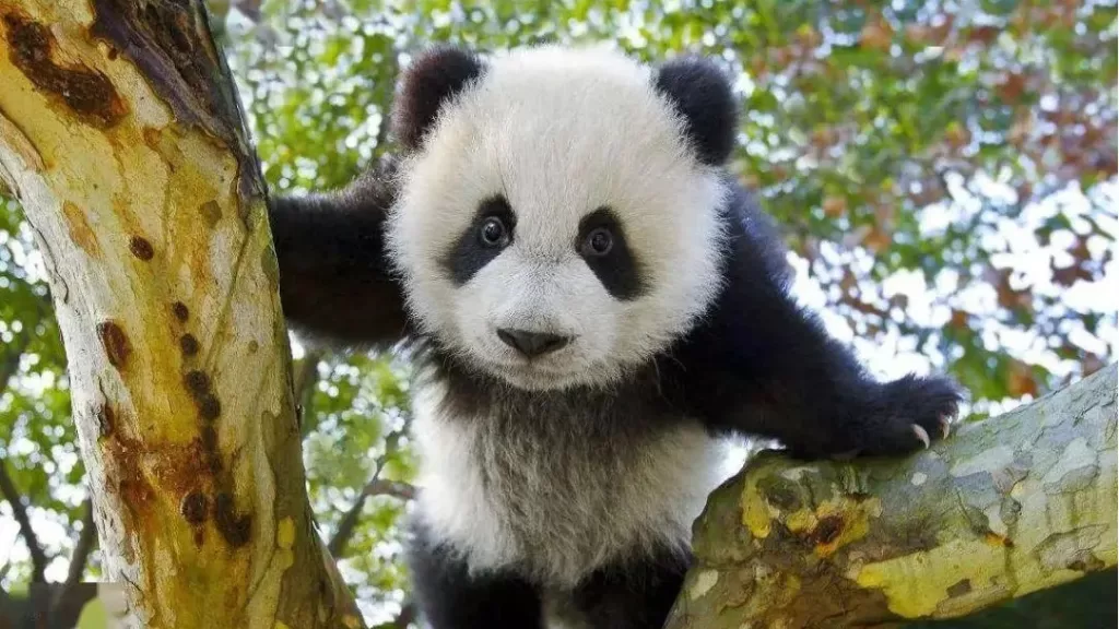 Is The Giant Panda A Bear Or A Cat