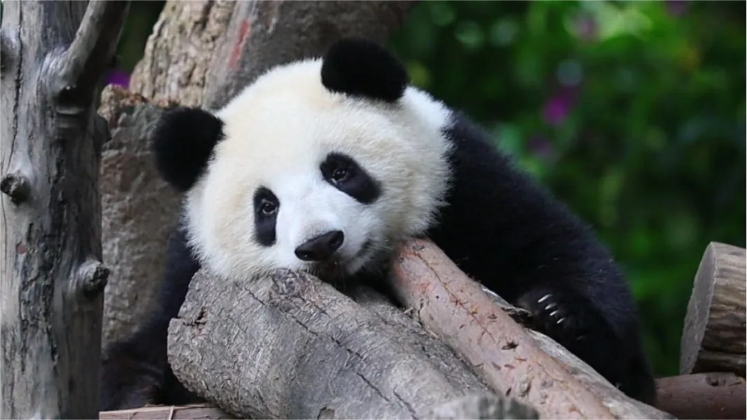 Panda Ai Si Ai Bian Bian