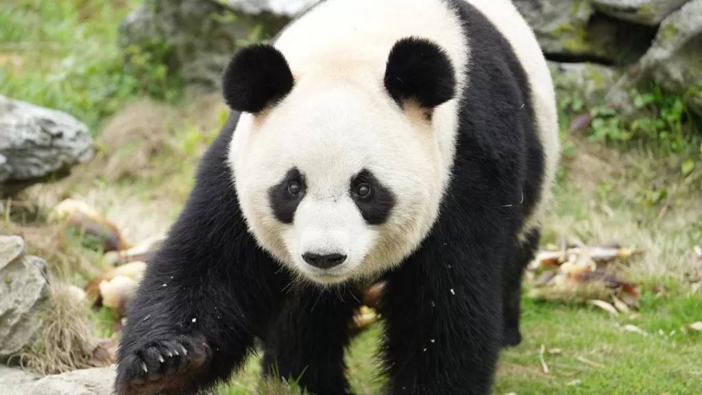 Panda Ban Ban A True Celebrity From A Prestigious Lineage 3