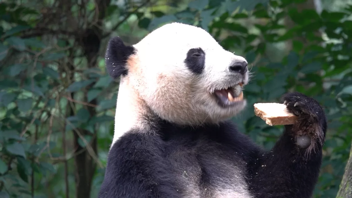 Panda Bei Bei