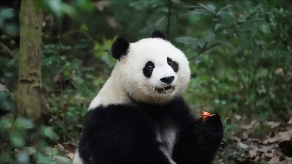 Panda Bei Chuan